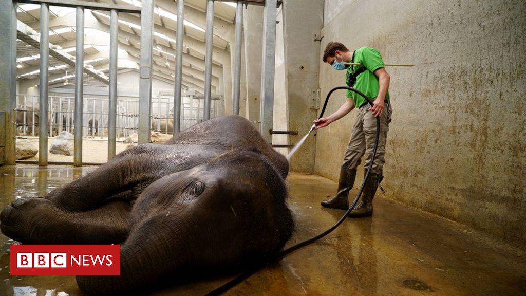 Humans come in one-by-one as zoo returns to life