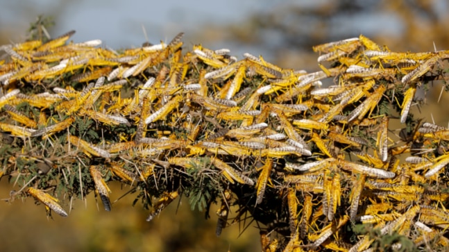 Goa govt ready to deal with locust menace: Kavlekar